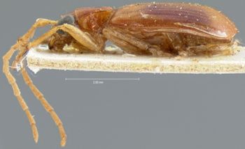 Media type: image; Entomology 18297   Aspect: habitus lateral view